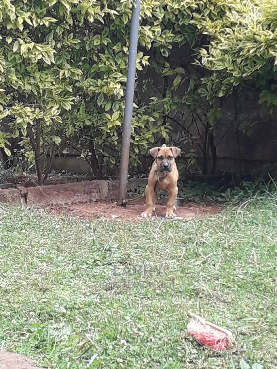 1-3 month Male Purebred Boerboel