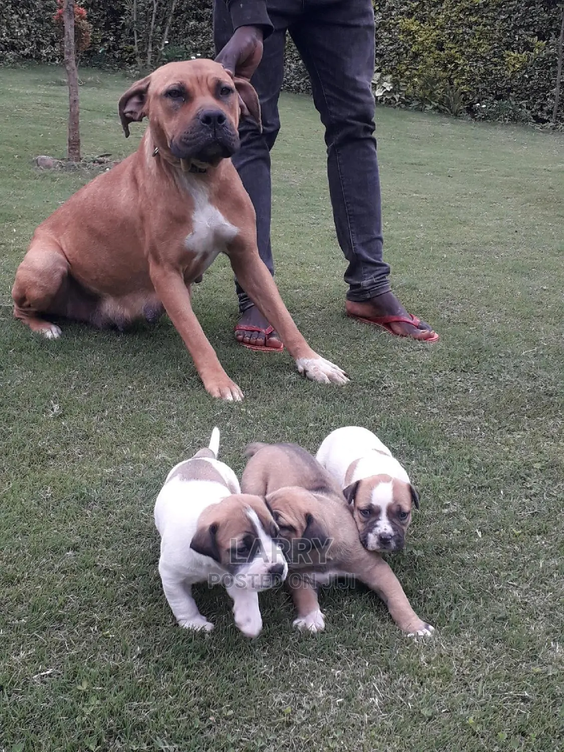 0-1 month Female Purebred Boerboel