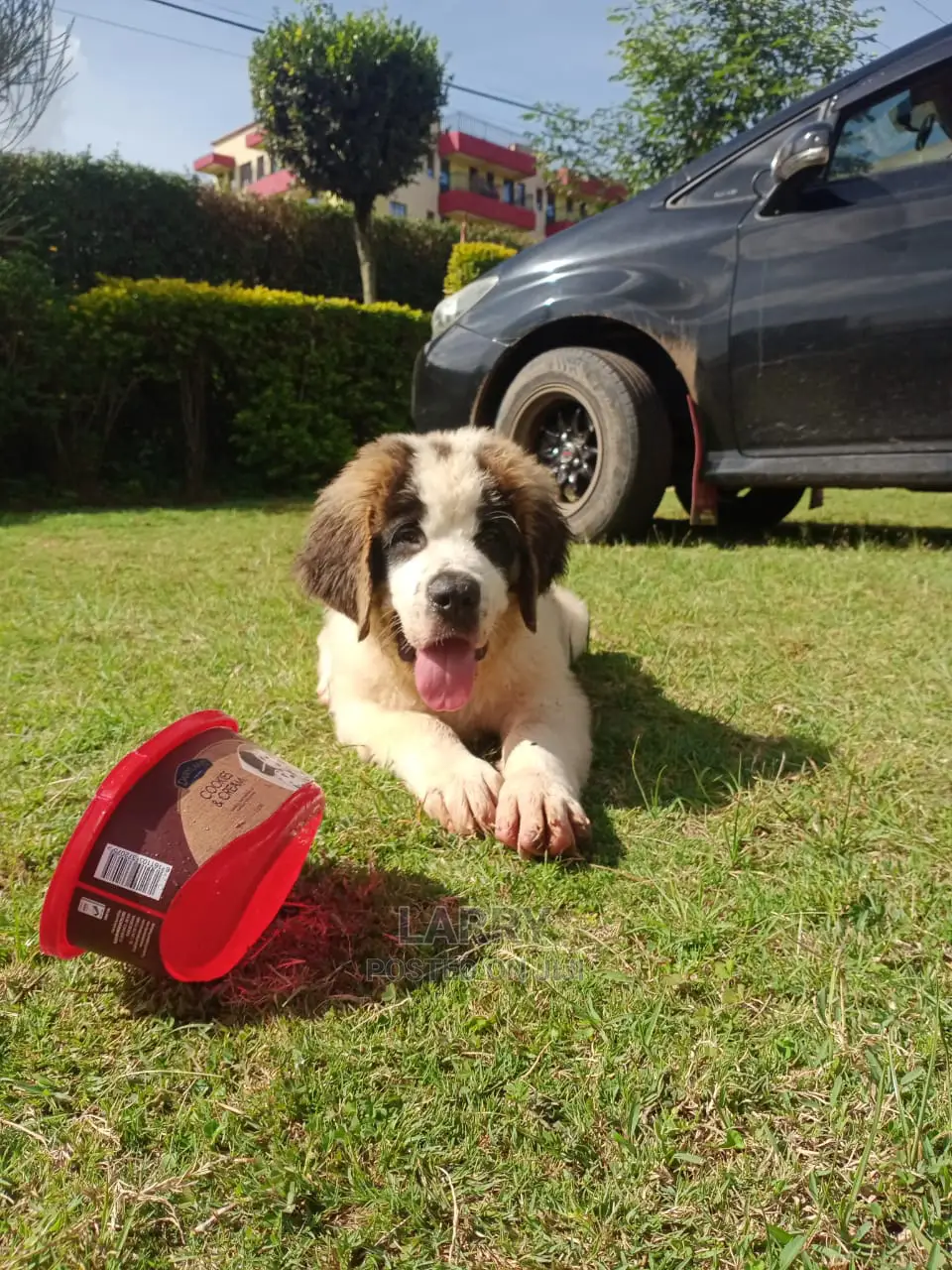1-3 Month Male Purebred Saint Bernard