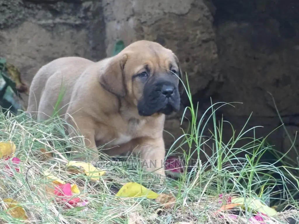 0-1 Month Male Purebred Boerboel