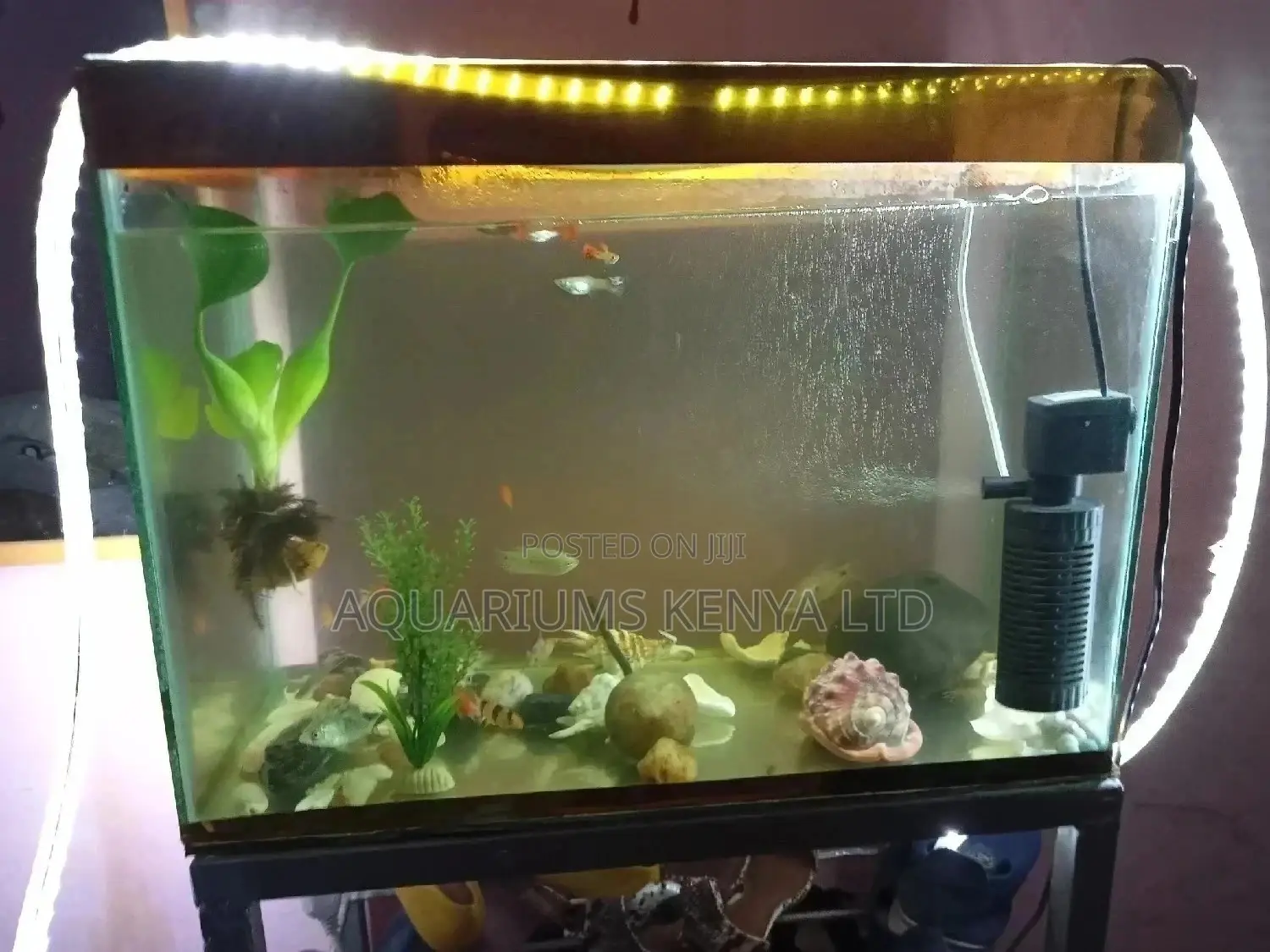 Fish Aquarium and All Aquarium Accessories