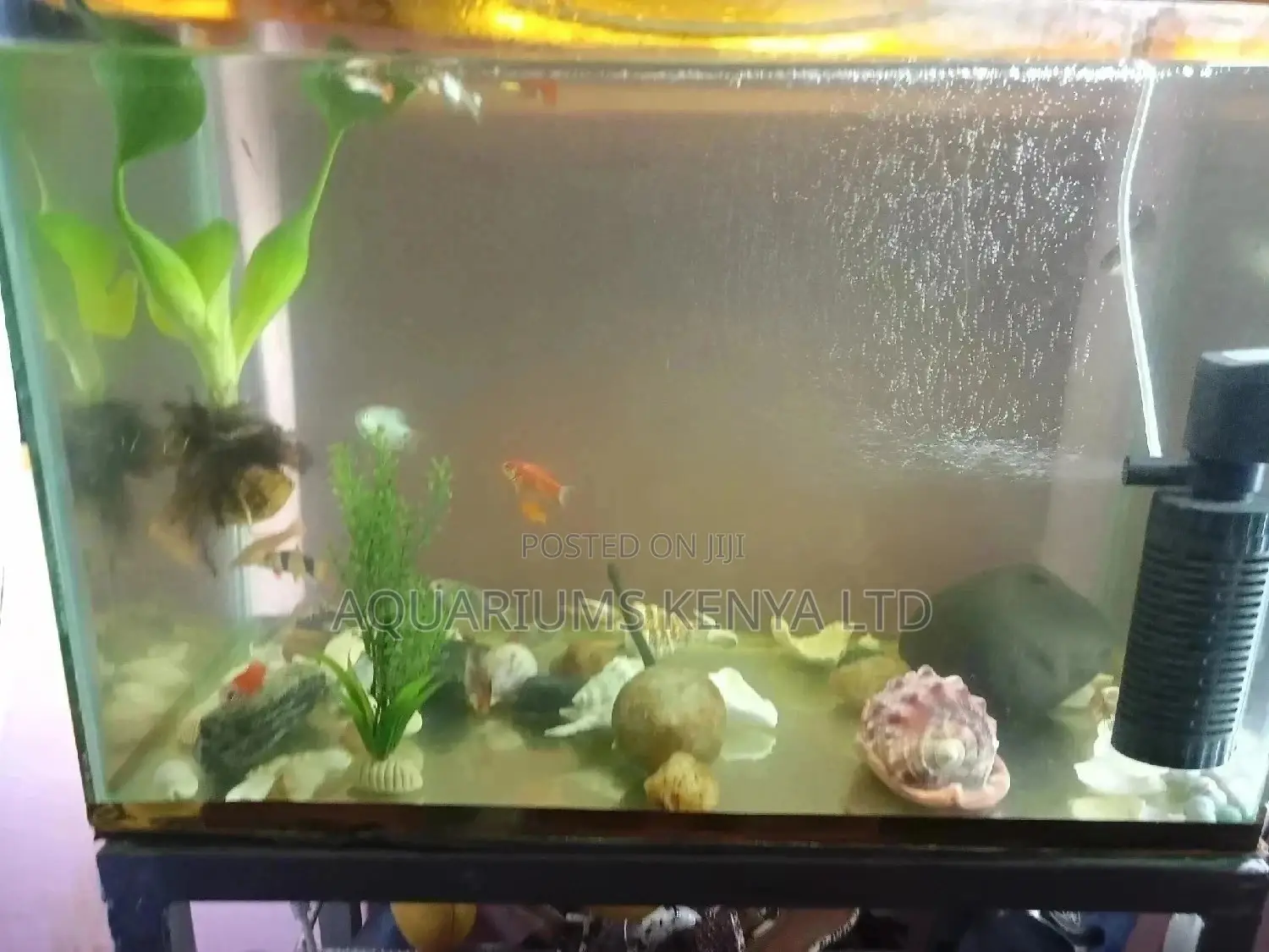 Aquarium ,All Aquarium Accessories, Aquarium Fish