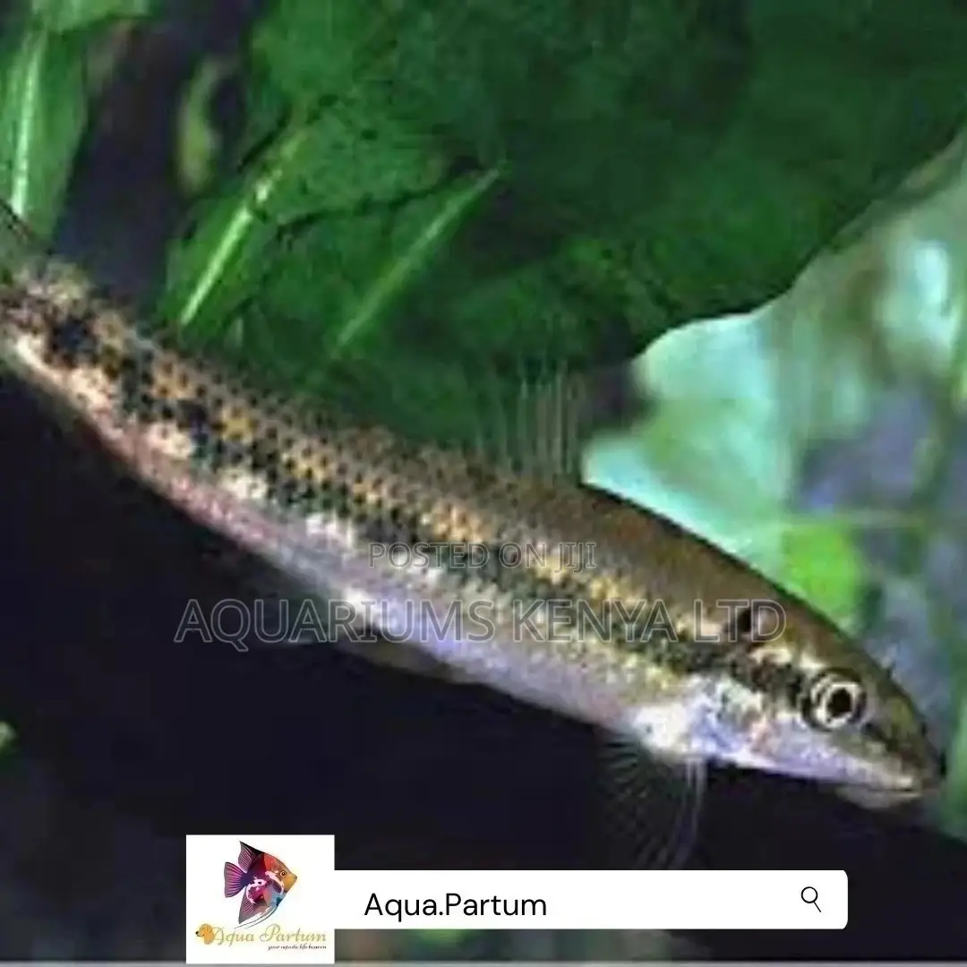 Alage Eaters, Aquarium Cleaner Fish