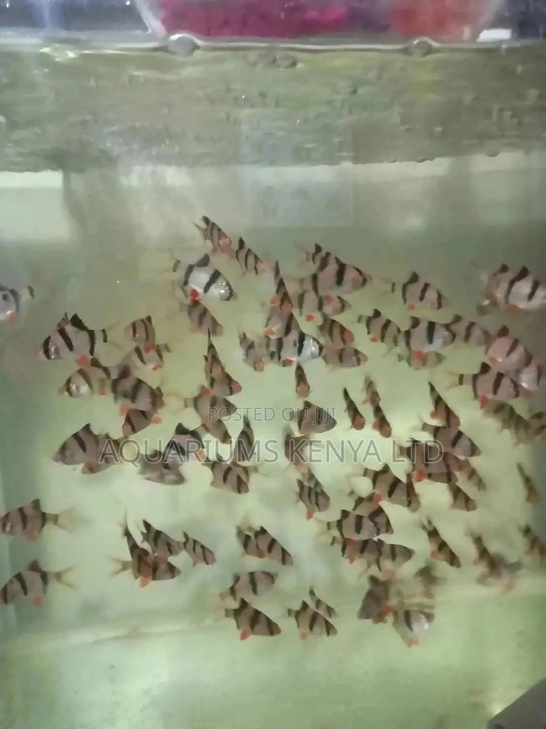 Tiger Barbs , Aquarium Fish