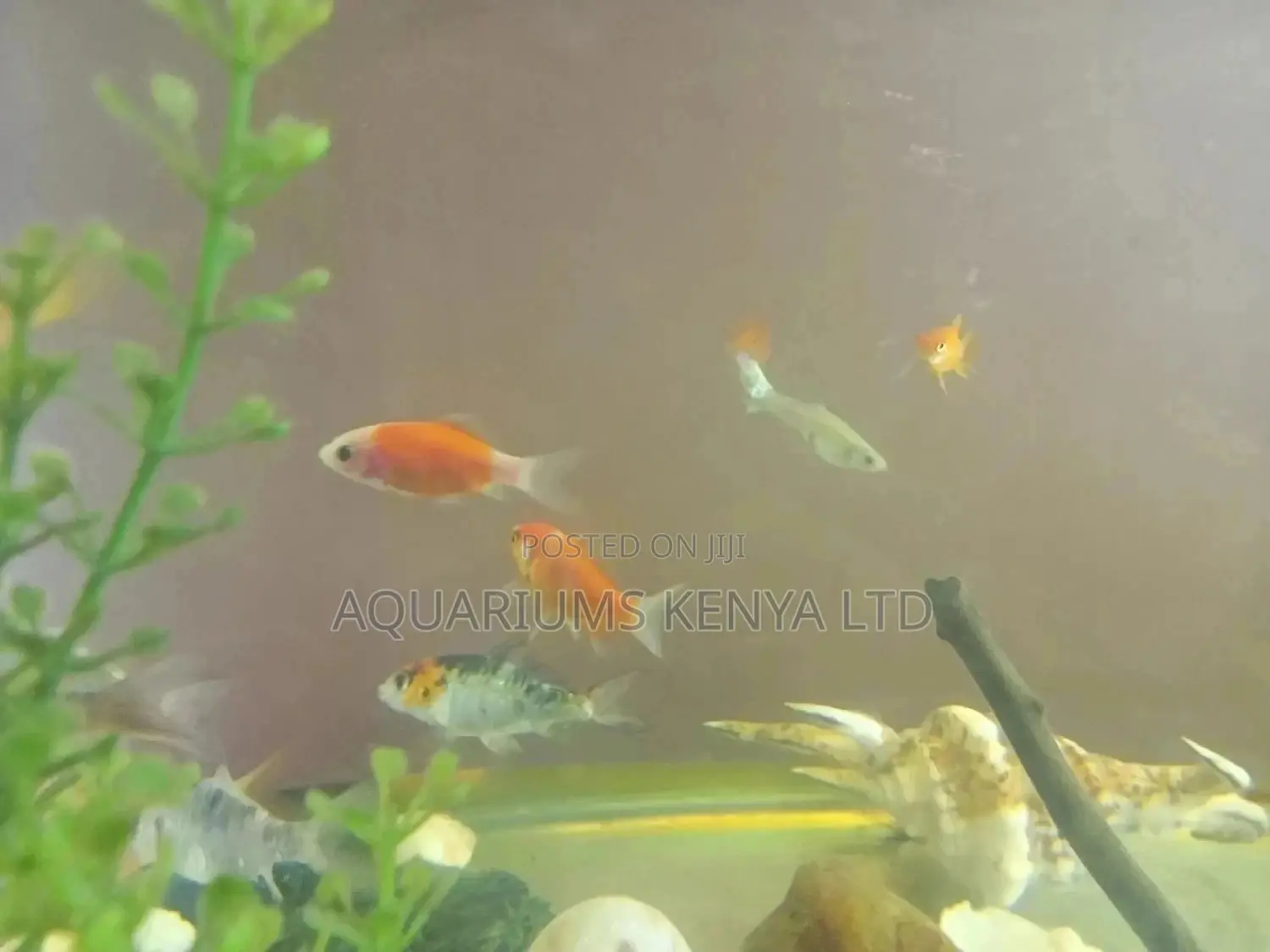 Goldfish, Aquarium Fish, Assorted , Community Fish