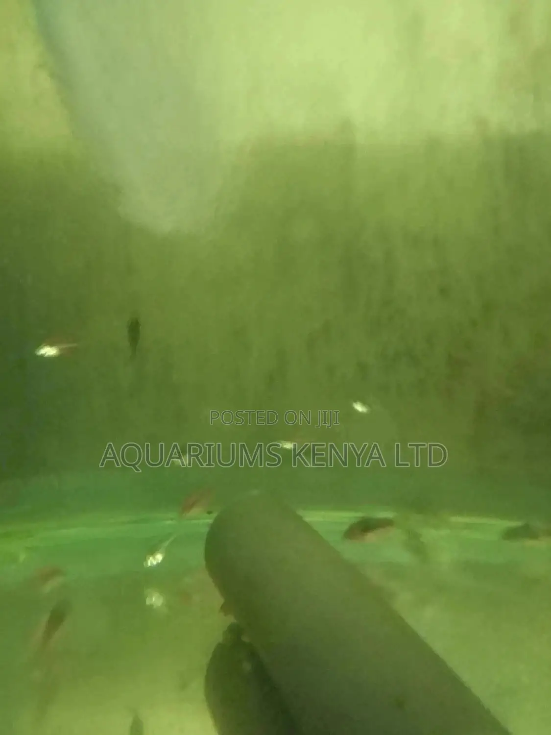 Glass Fish, Aquarium Fish