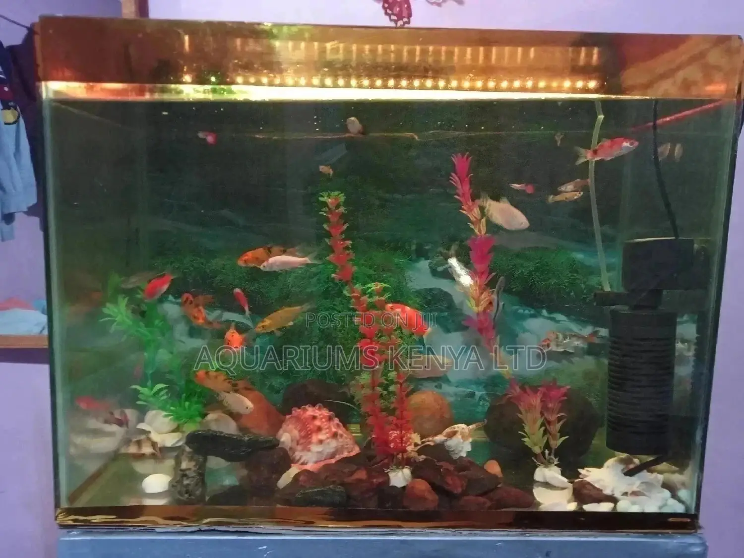 Fish Tank,Fish Aquarium