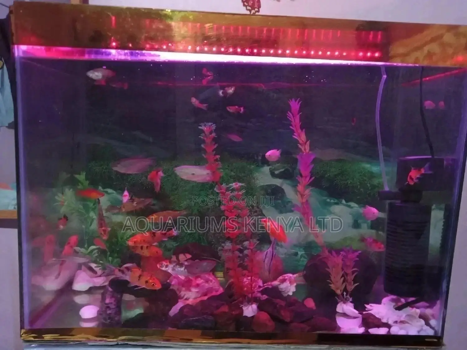 Custom Made Fish Tanks, Aquarium