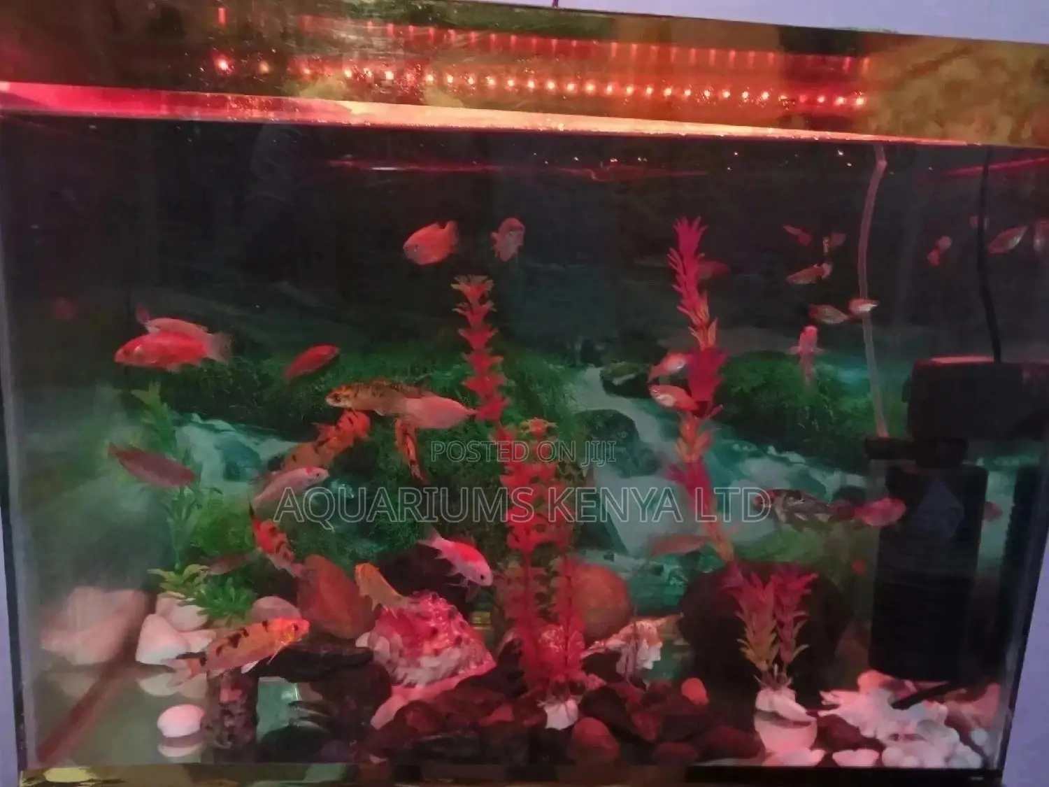 Fish Aquarium Complete 18*12*12,~50L