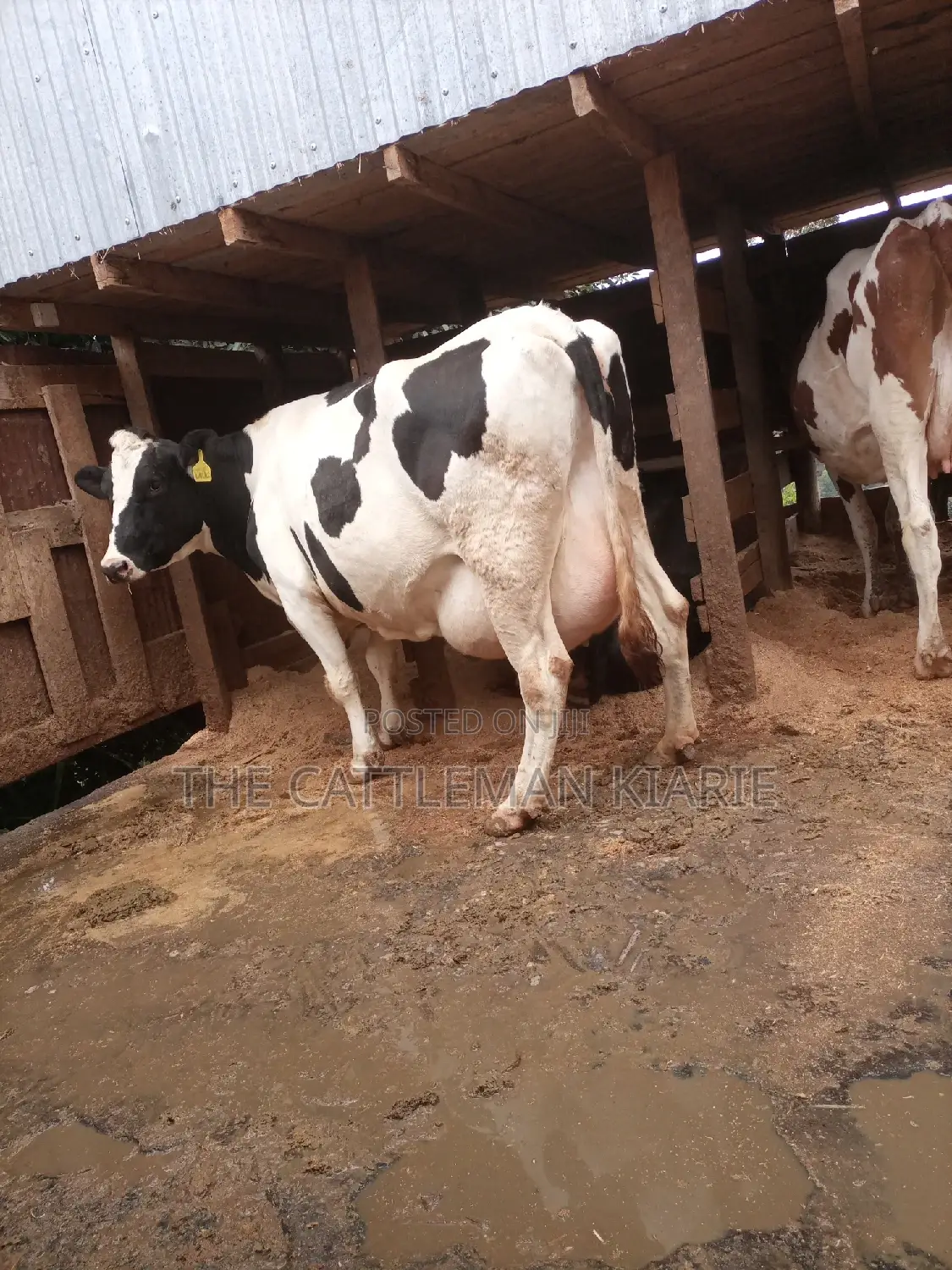 Super Giant Pedigree Holstein- Friesian 8 Months Incalf.