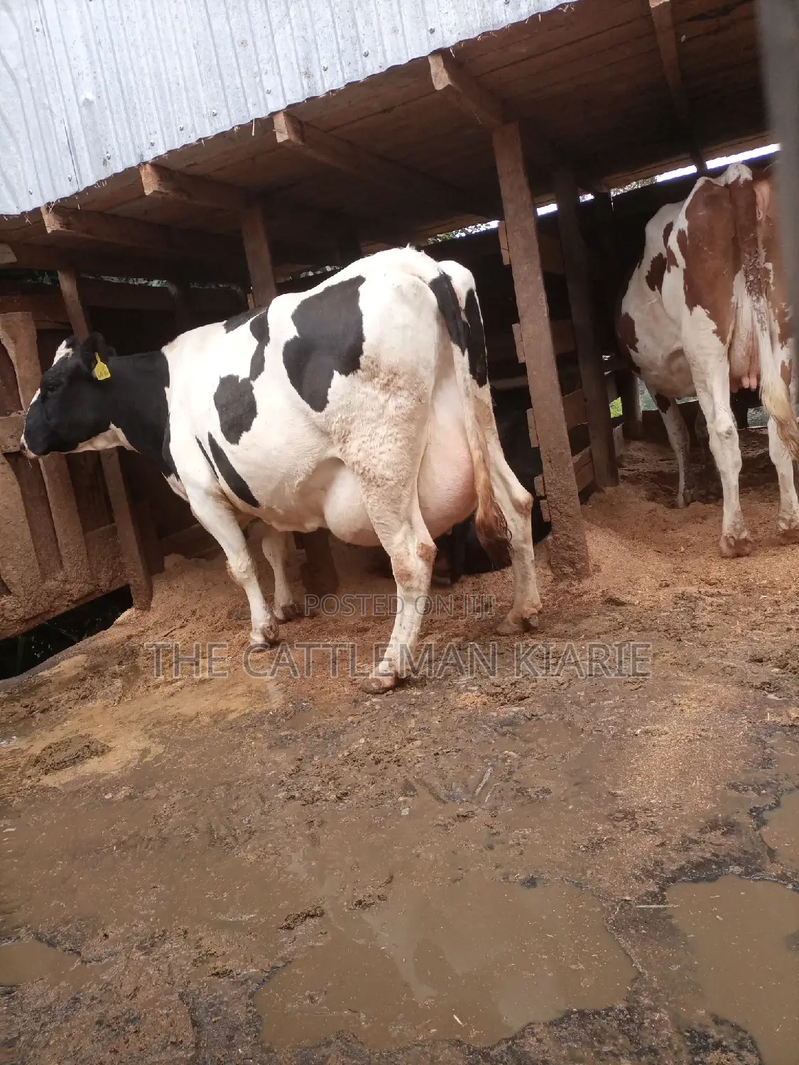 Super Giant Pedigree Holstein- Friesian 8 Months Incalf.