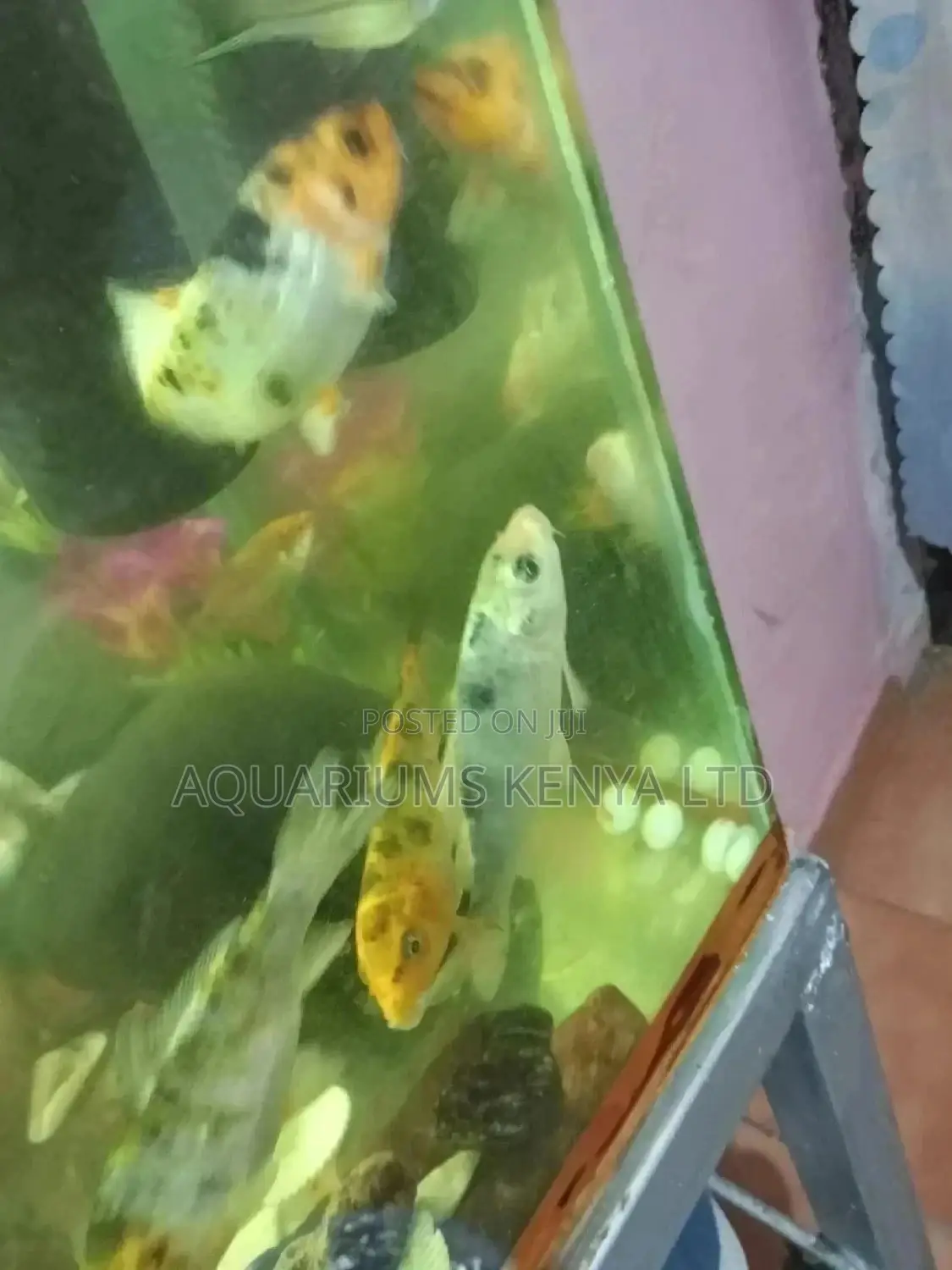 5inch Koi Fish , Aquarium Fish, Aquarium
