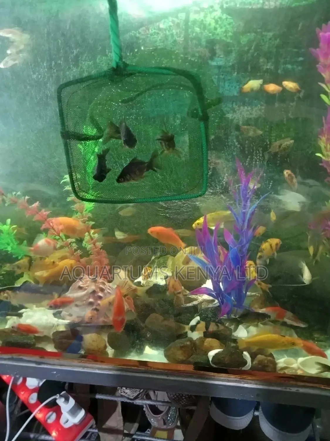 2inch BLACKMOORE Goldfish, Aquarium Fish