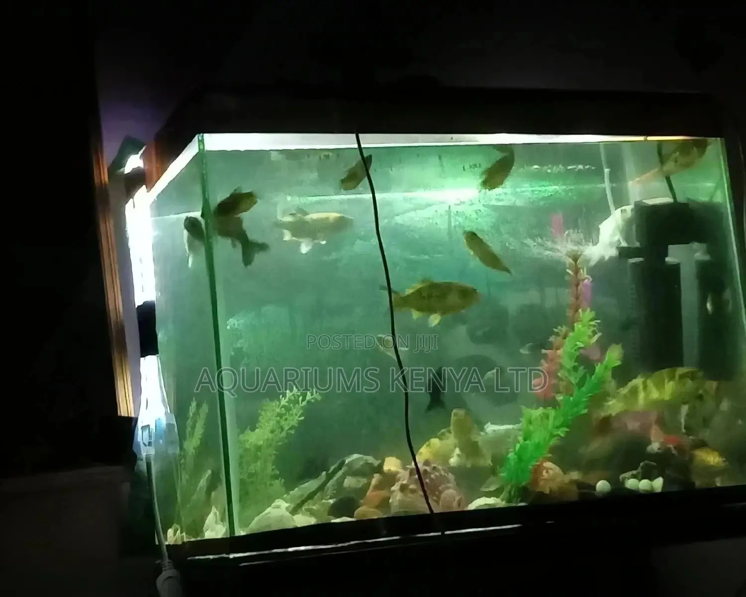 Fish Aquarium, Fish Tank, Custom Aquarium