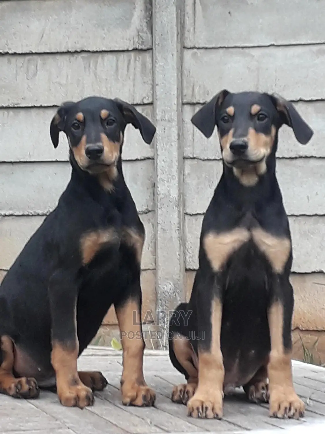 1-3 Month Female Purebred Doberman Pinscher
