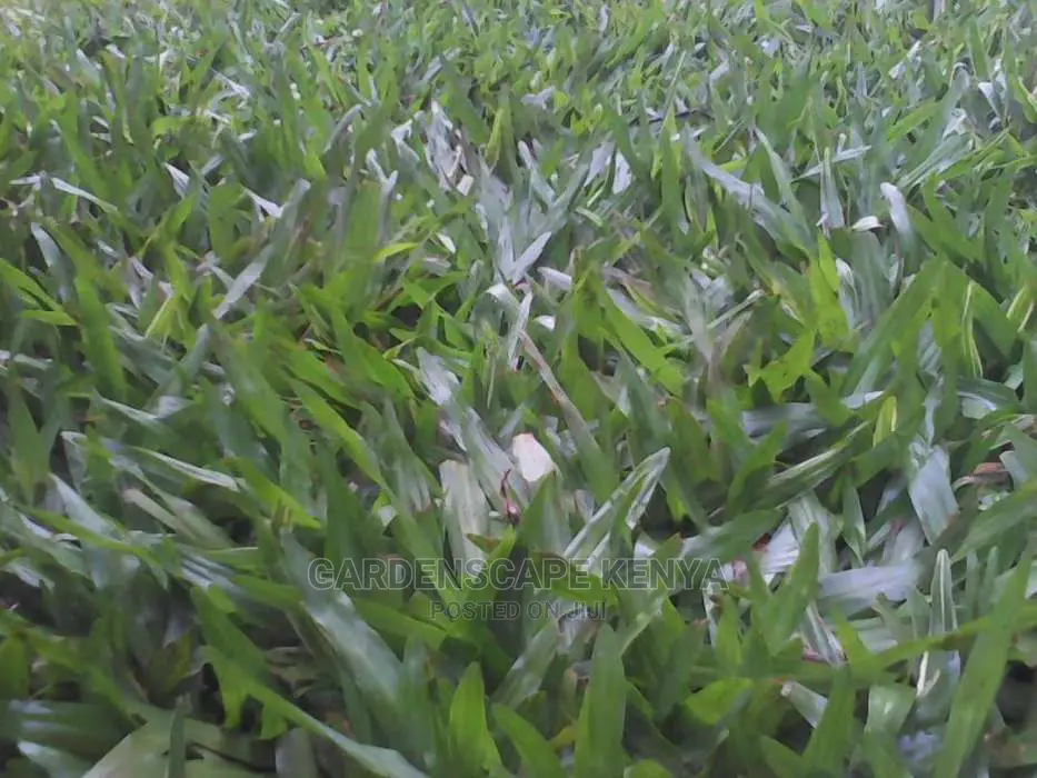 Pemba Grass/St. Augustin Grass/Buffalo Grass