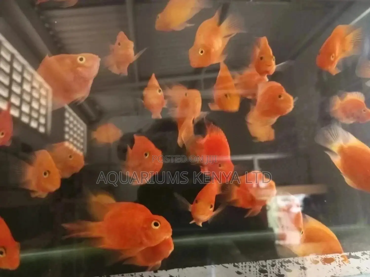 Parrot Cichlids