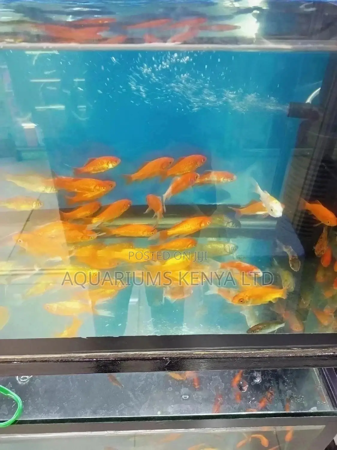 Gold Fish,For Aquariums