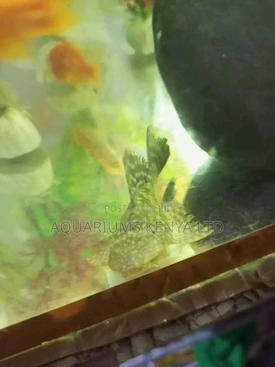 Pleco,Algae Eater, Cat Fish, Aquarium Fish