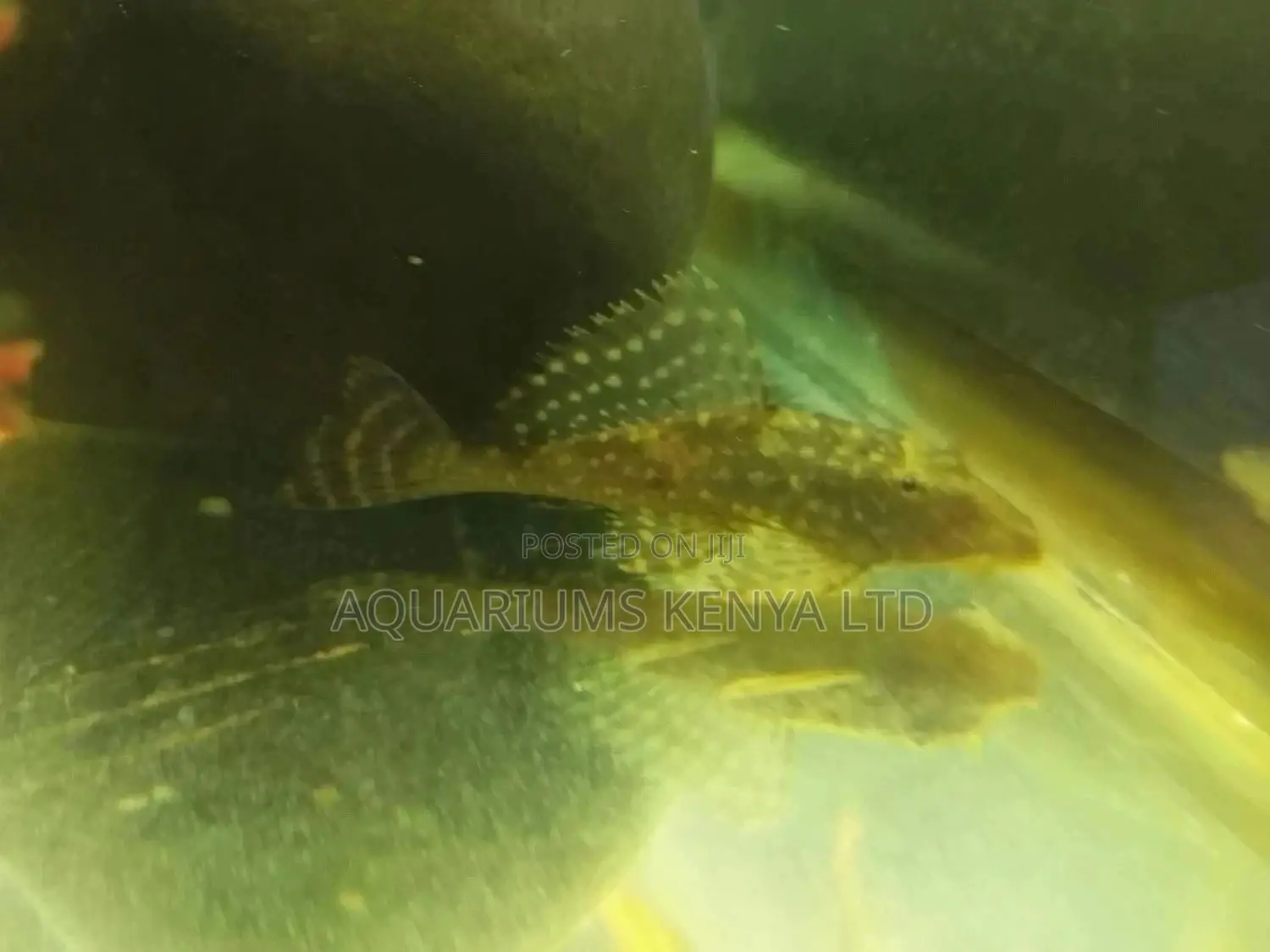 Hi Fine Pleco,Algae Eater, Aquarium Fish