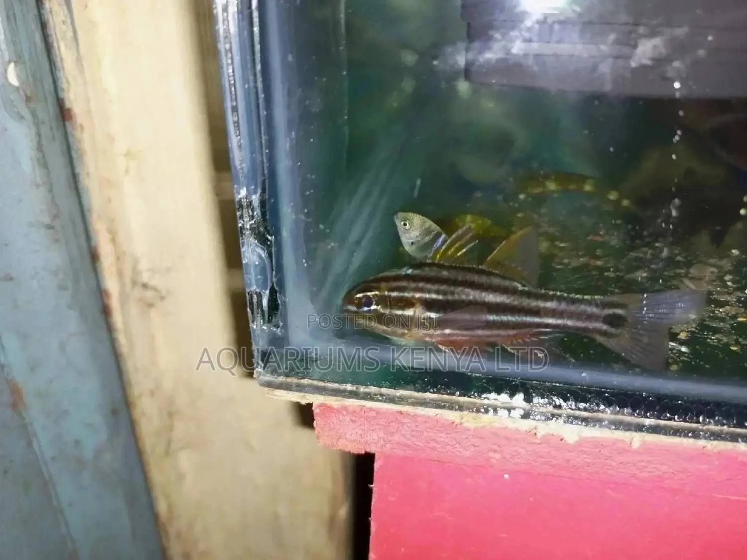 Marine Aquarium Fish Available