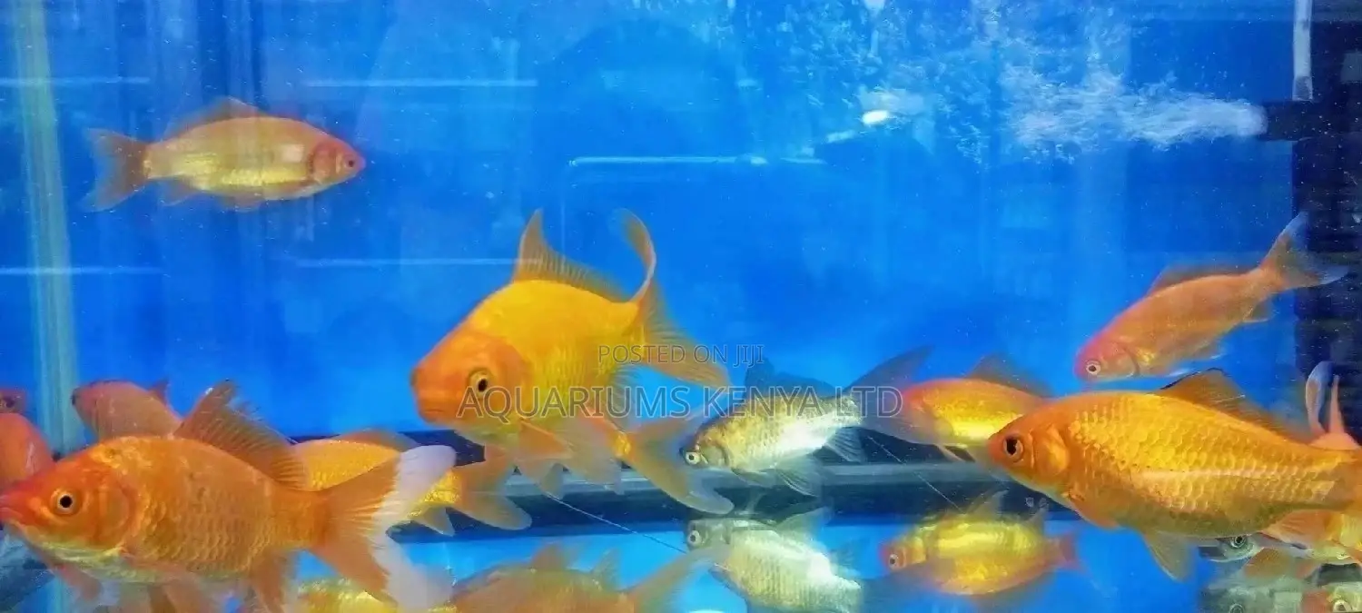 Lion Head Goldfish, Aquarium Fish
