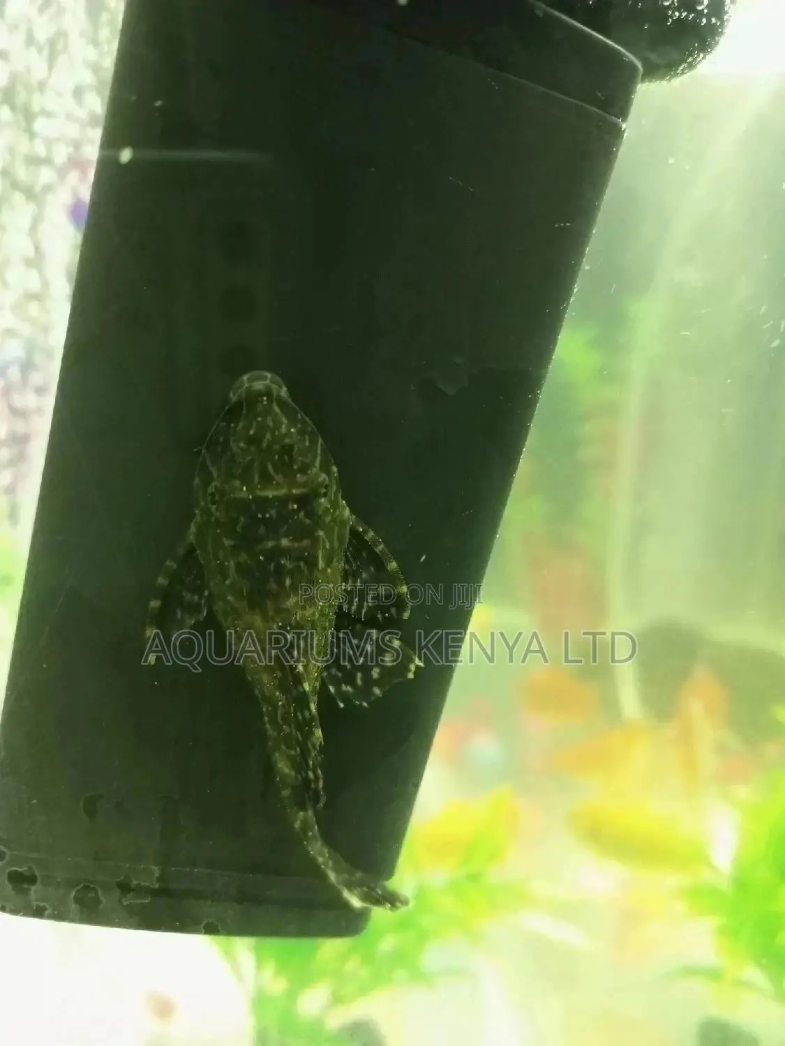 Clown Sucker, Pleco ,Algae Eater