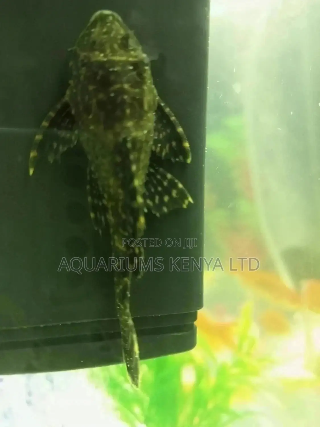 Pleco,Algae Eater, Clown Sucker