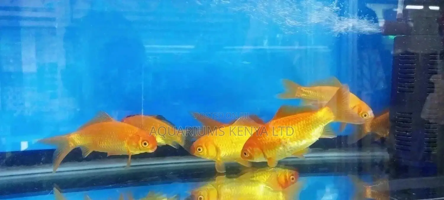 Goldfish Aquarium Goldfish