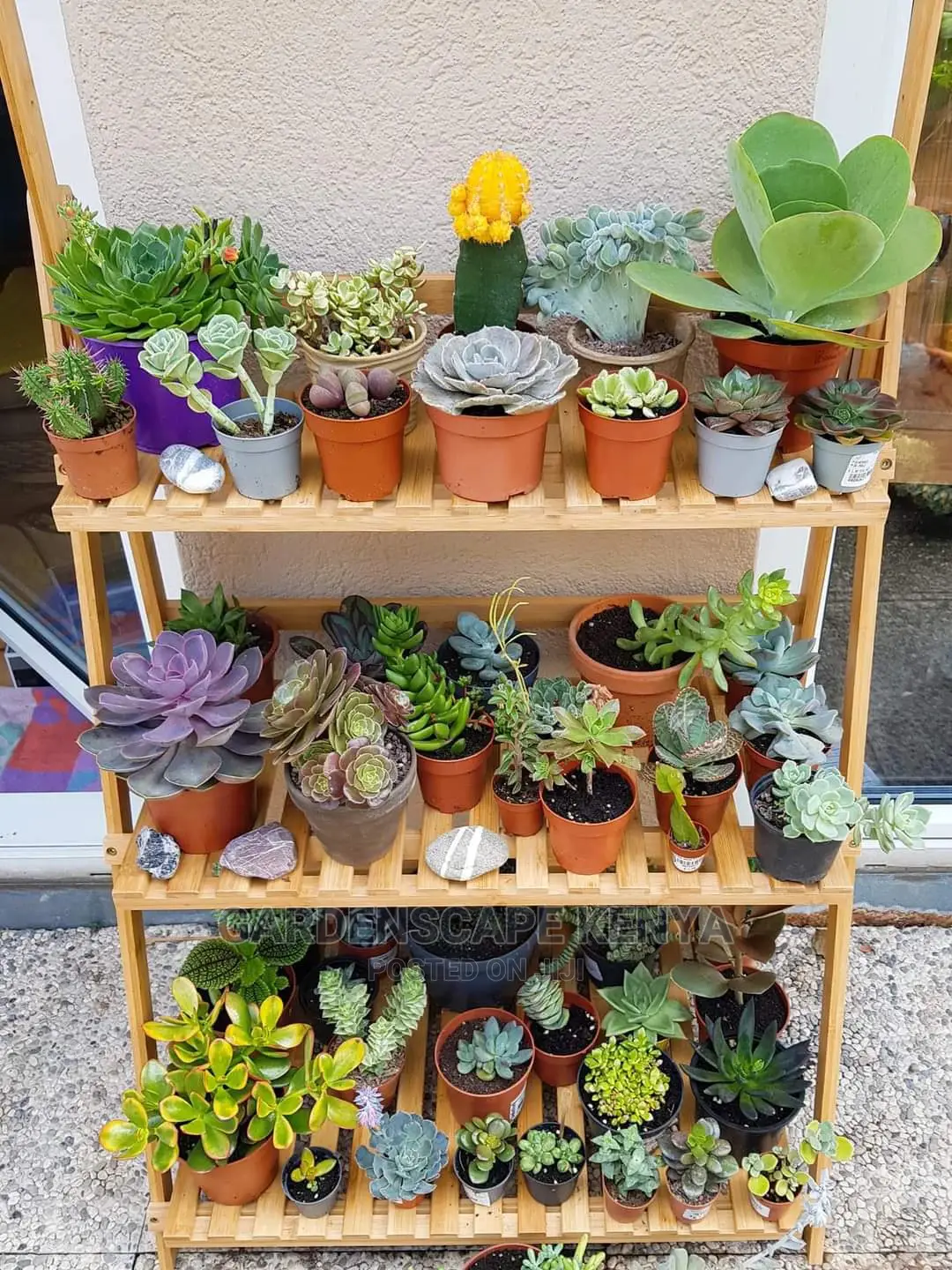 Stand With Succulents