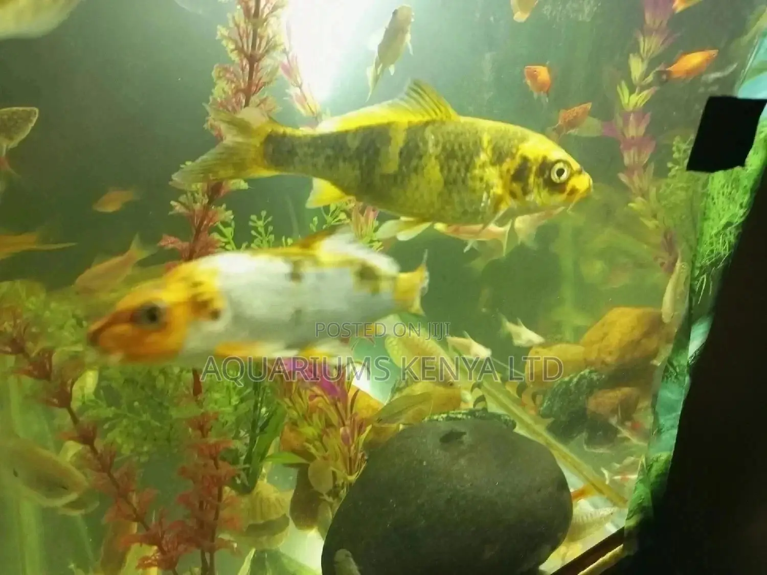 Big Koi Fish, Aquarium Fish