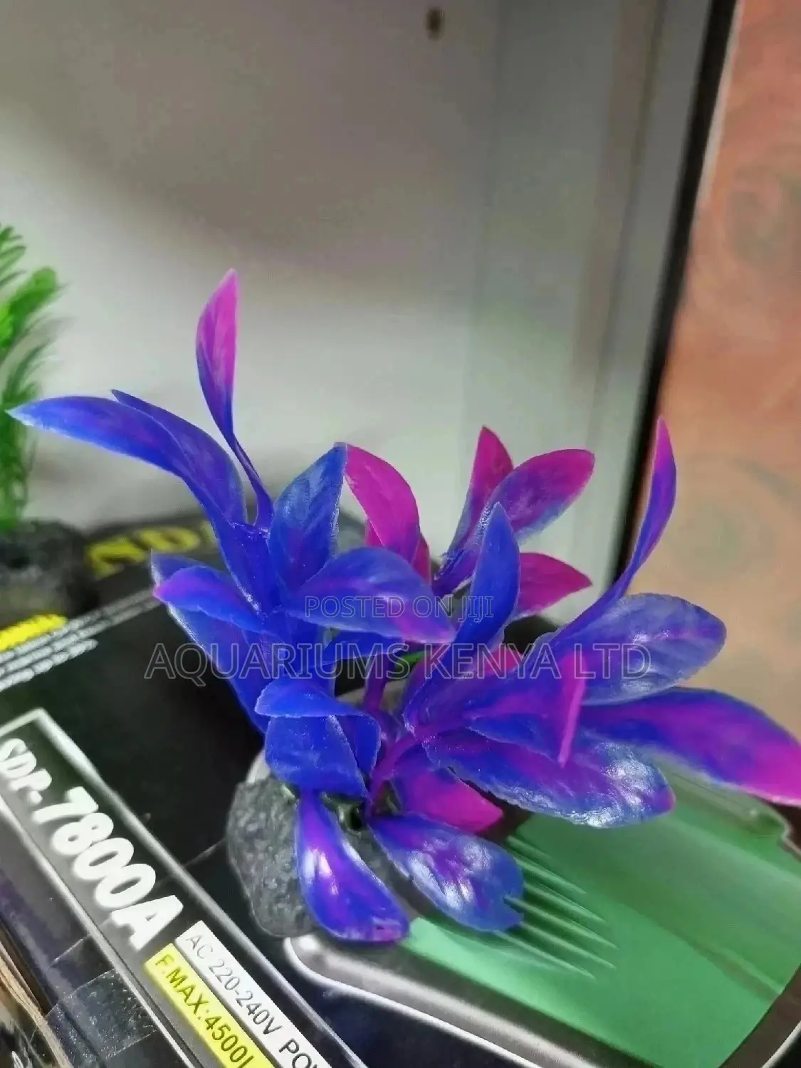Beautiful Aquarium Small Plants,All Aquarium Accessories