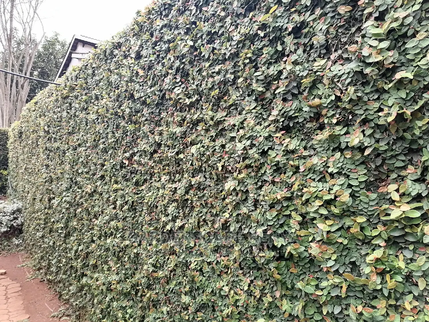 Wall Creeper Seedlings For Sale