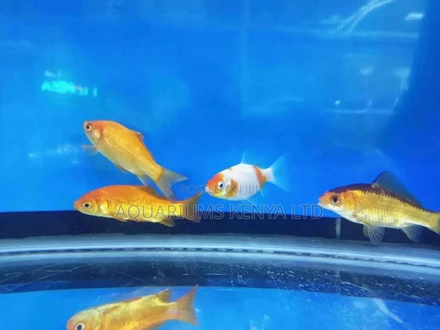 Albino, Gold Fish