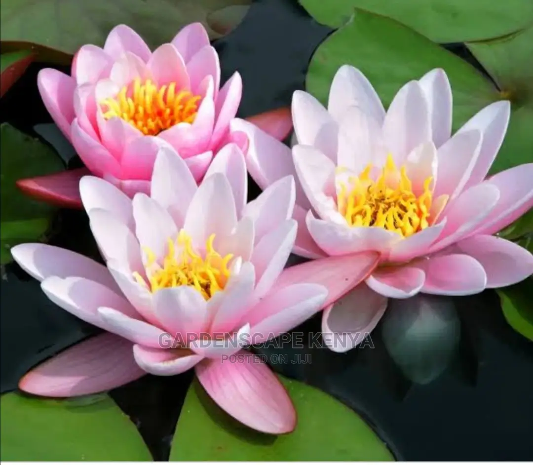 Water Lily Plants for Fish Ponds Water Falls