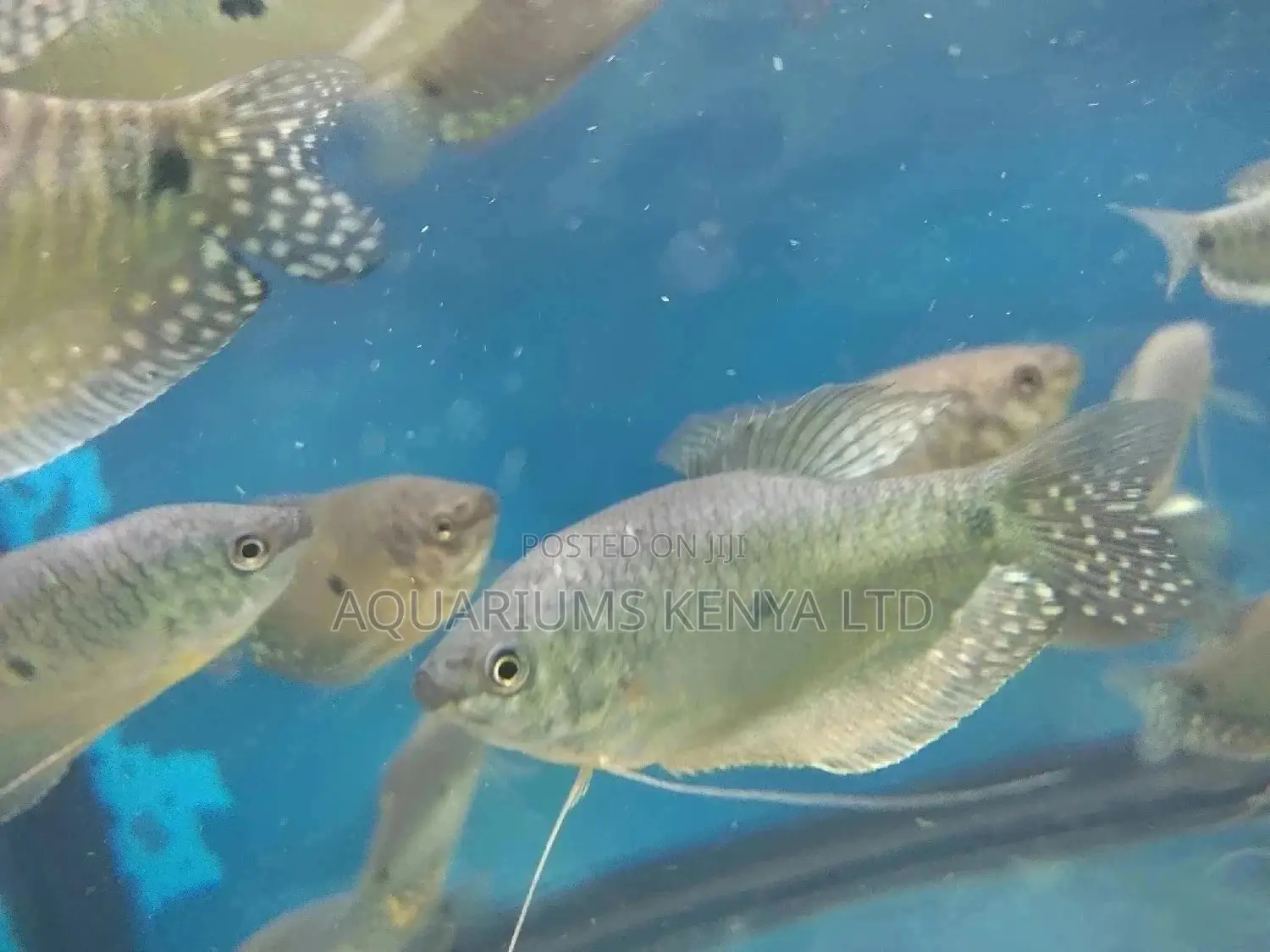 Aquarium Fish , Gouramis