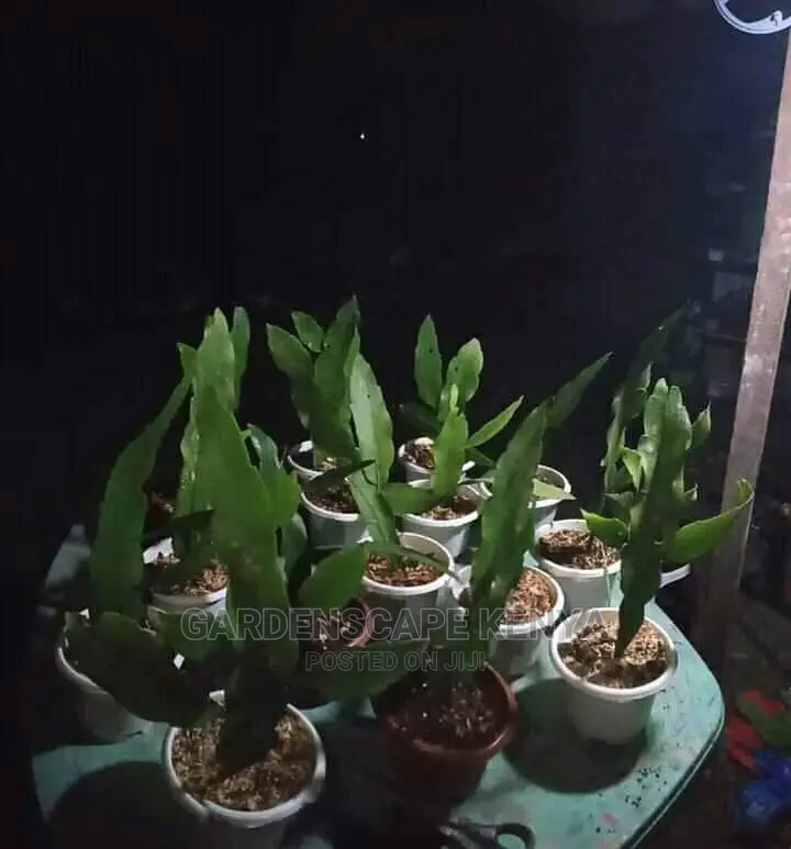 Queen of the Night Plants