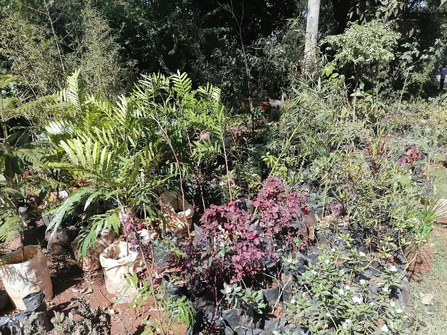 Trees, Flowers and Lawn Grass for Sale