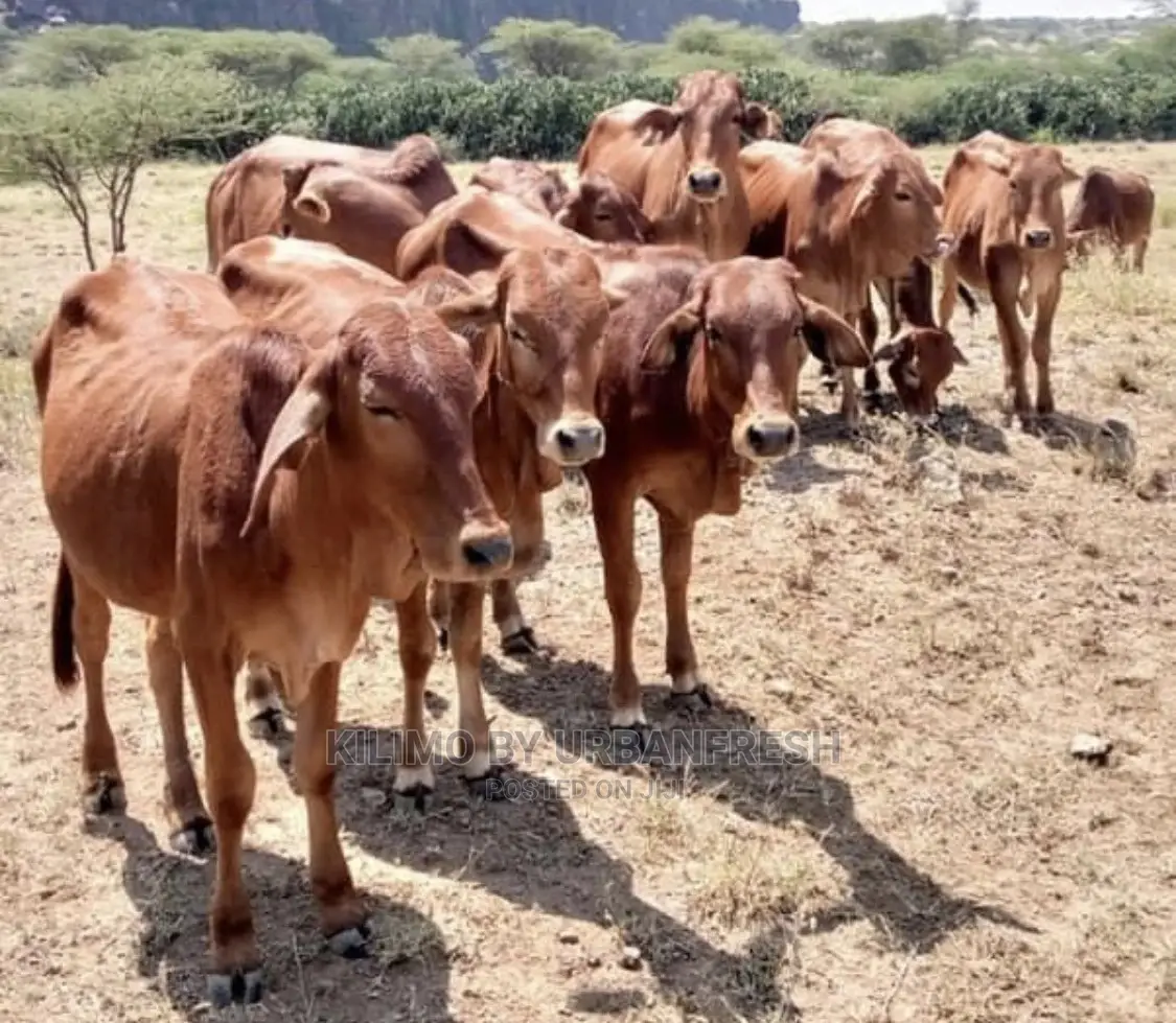 Sahiwal Cows