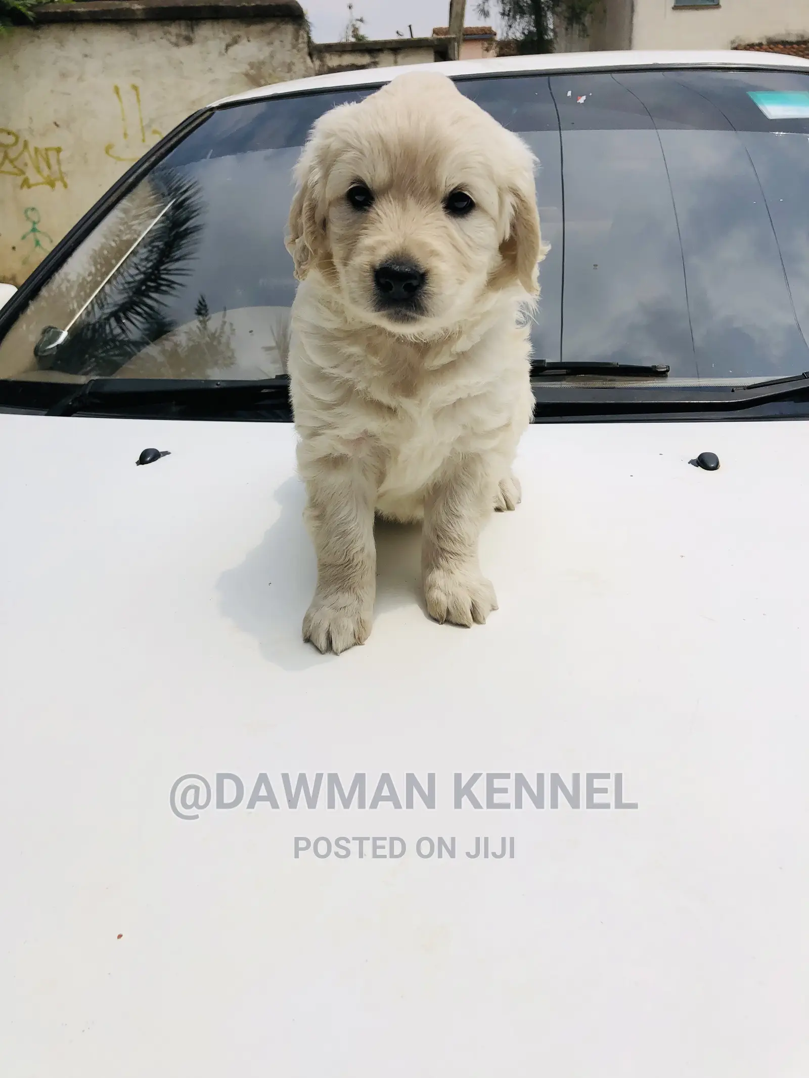 1-3 Month Female Purebred Golden Retriever