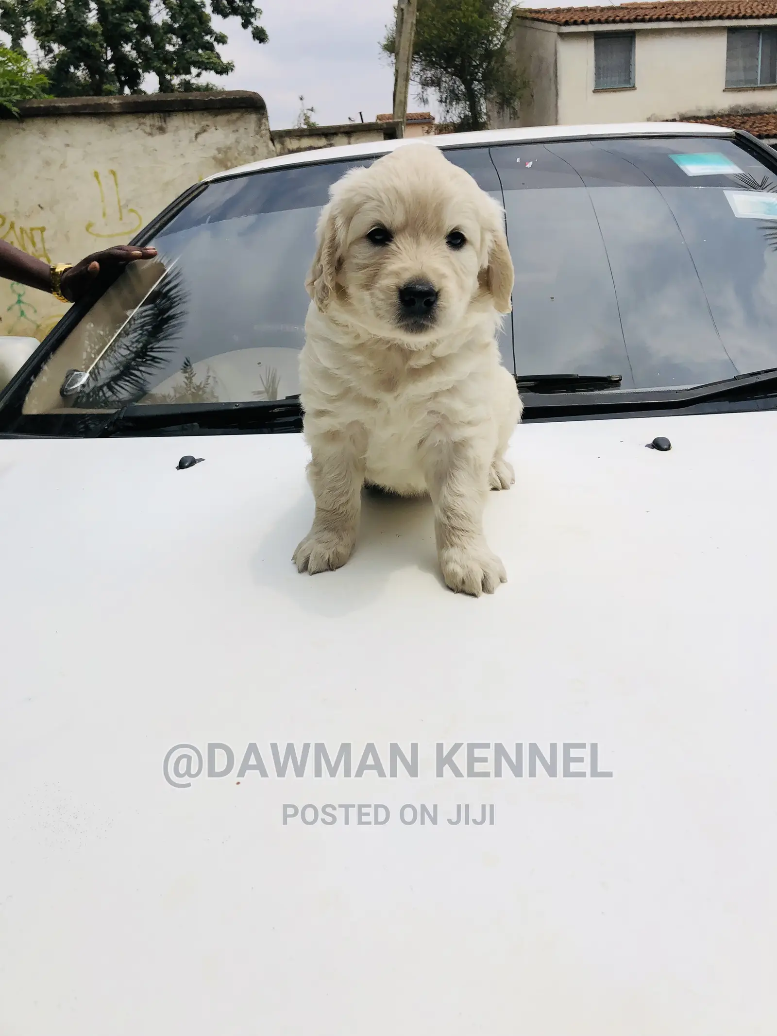 1-3 Month Female Purebred Golden Retriever