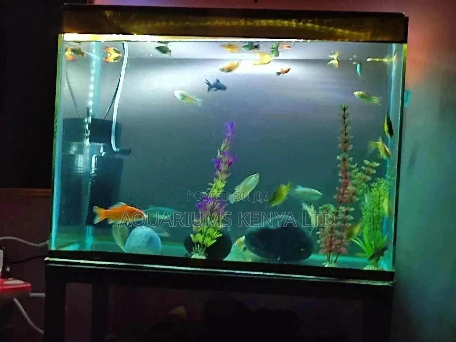 Glass Aquarium, Fish Aquarium, Aquarium