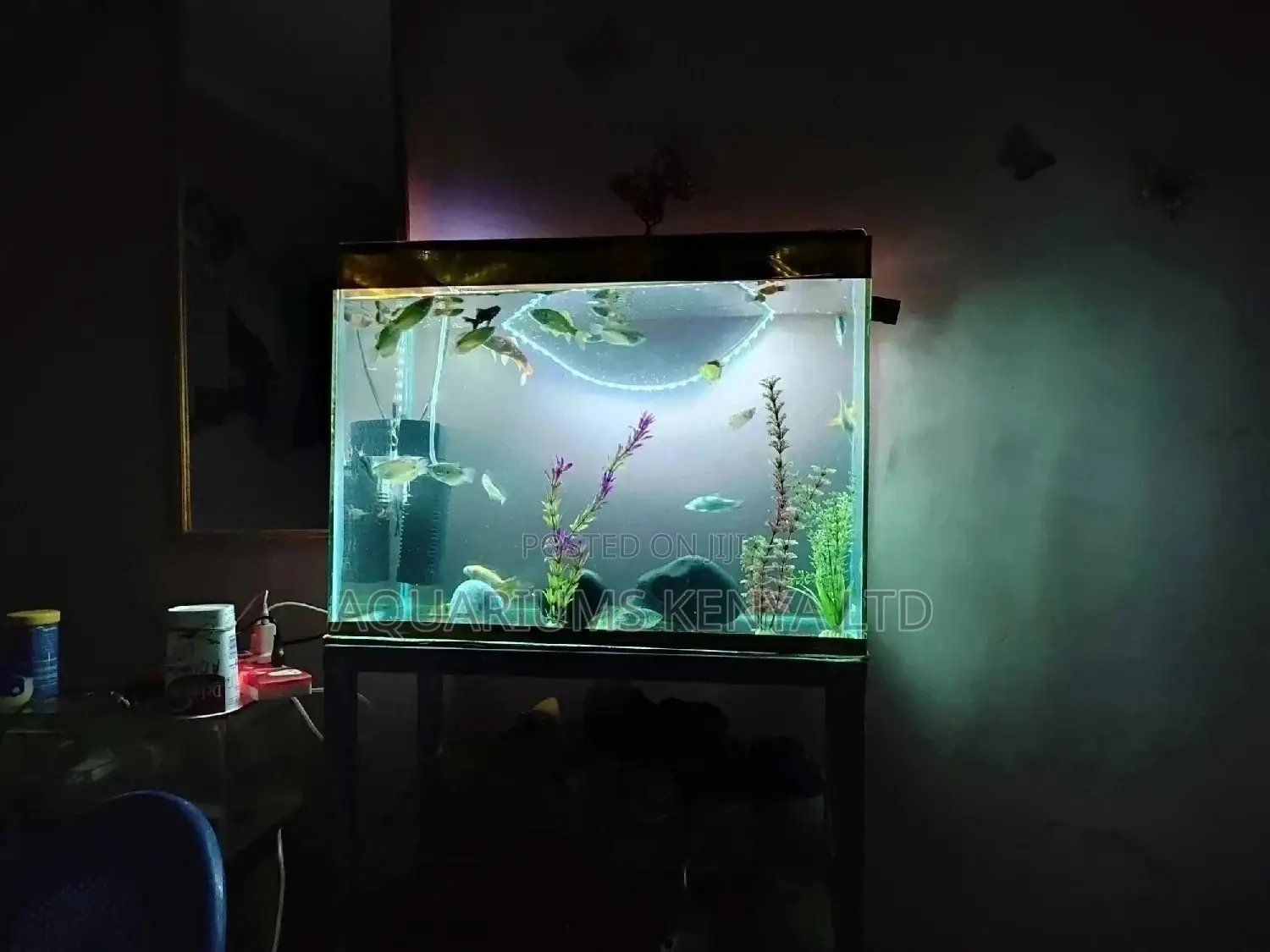 Aquarium, Fish Aquarium