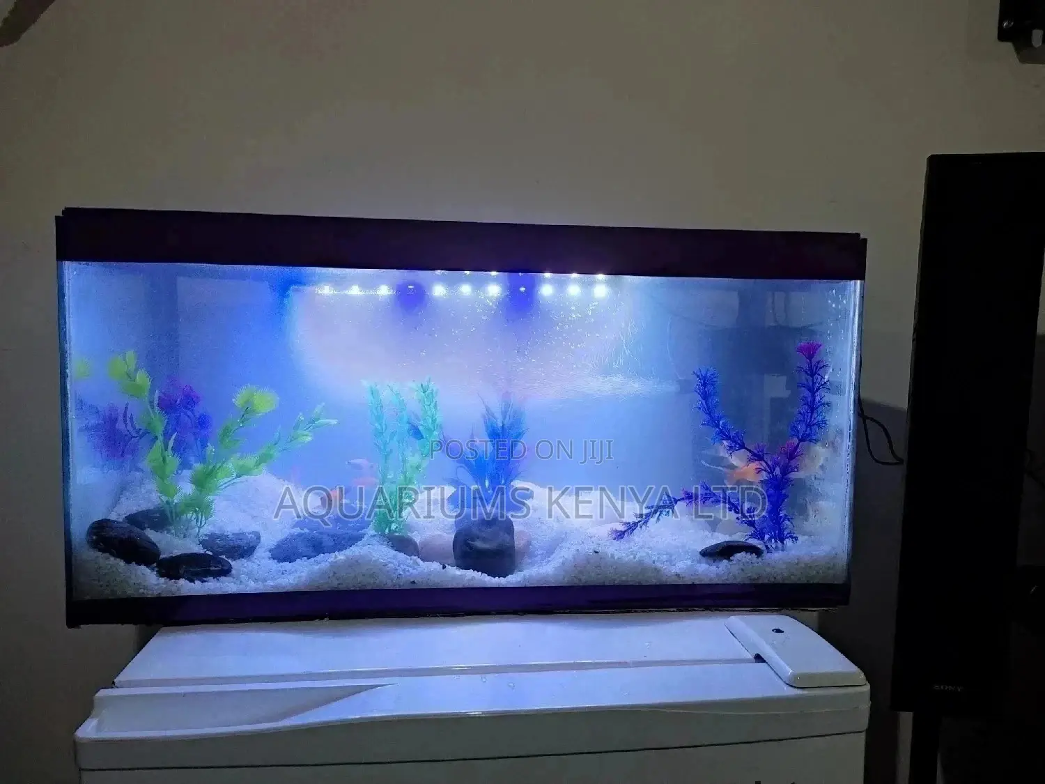 Complete Aquarium Present for Special Occasions.Aquapresent