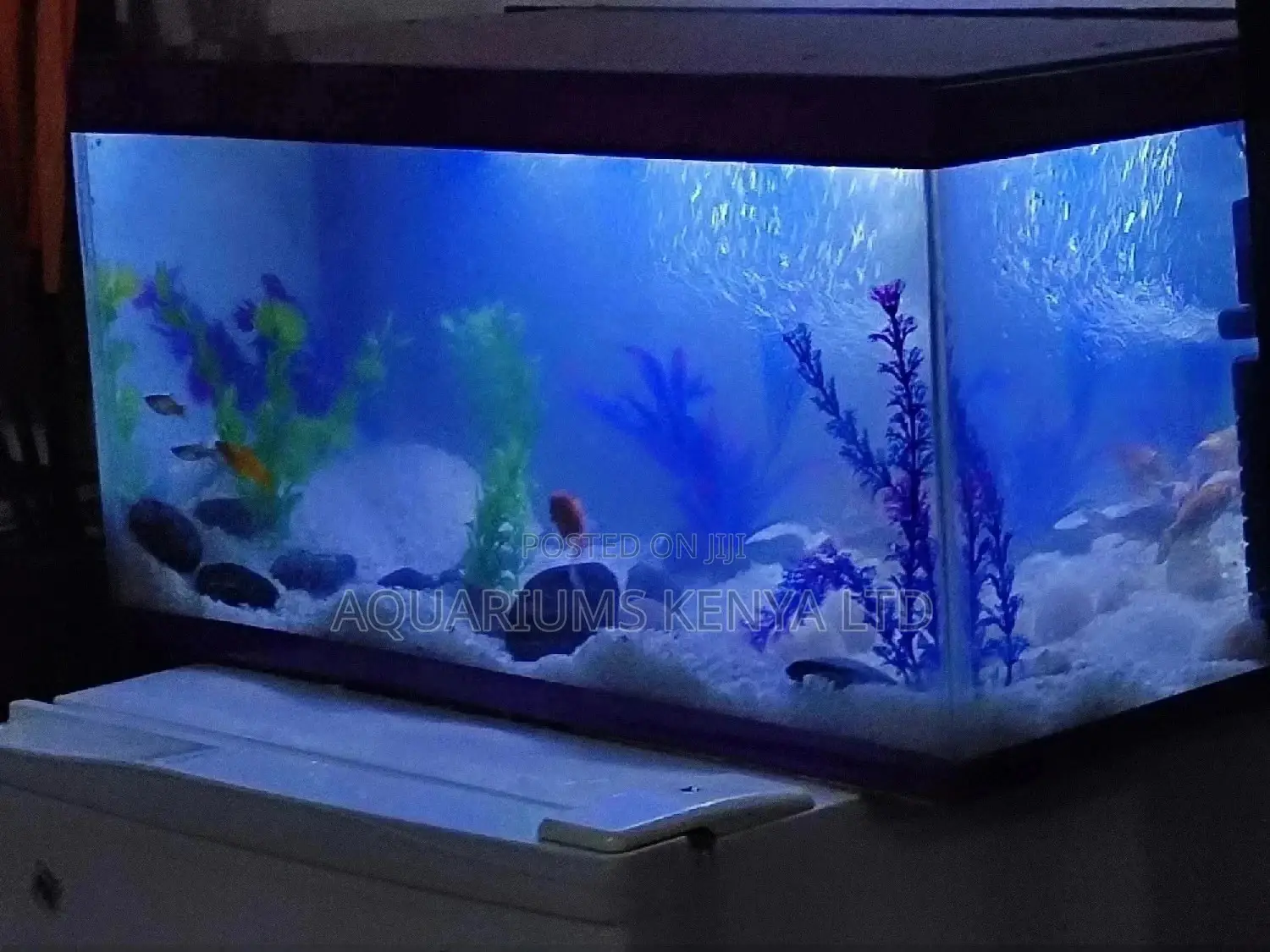 Aquarium Presents, Gift Aquarium