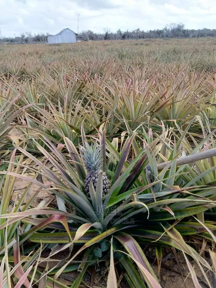 Malindi 20,000 Acres Lands for Sale