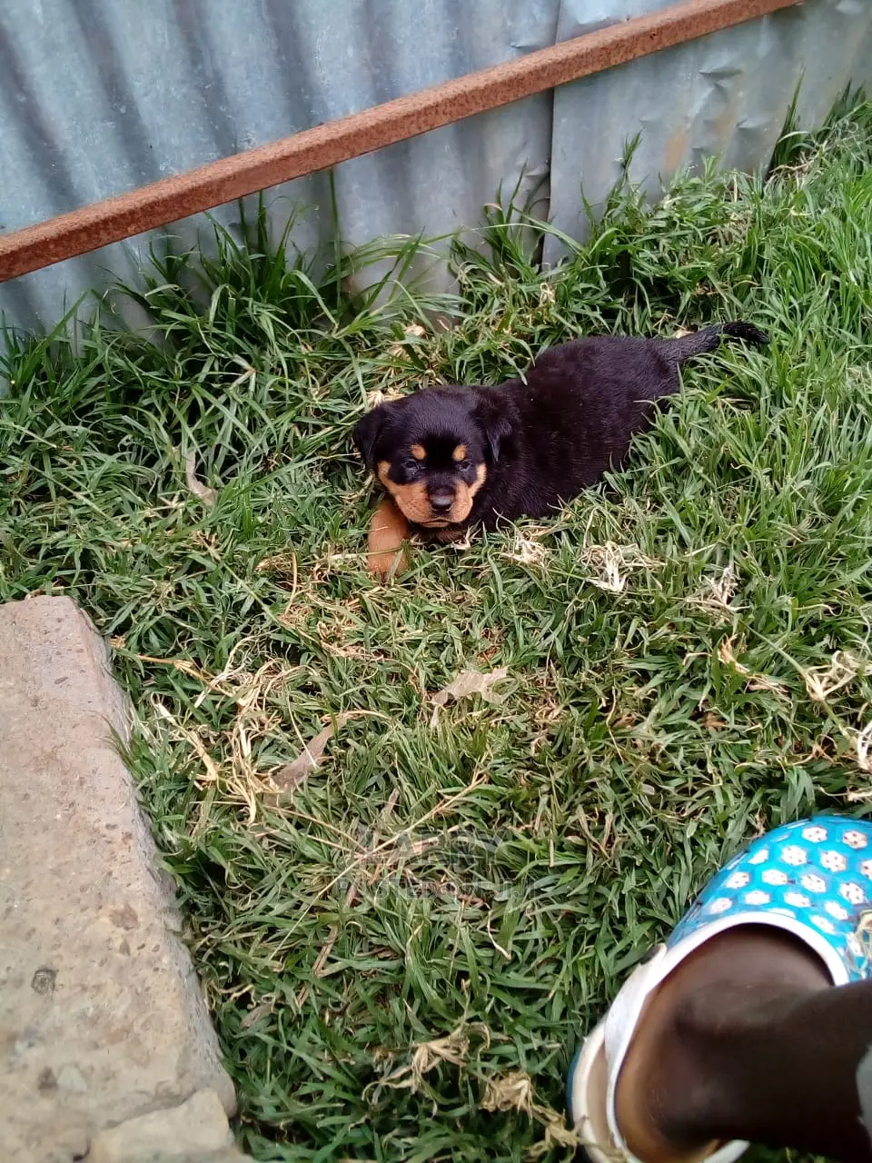 1-3 Month Female Purebred Rottweiler
