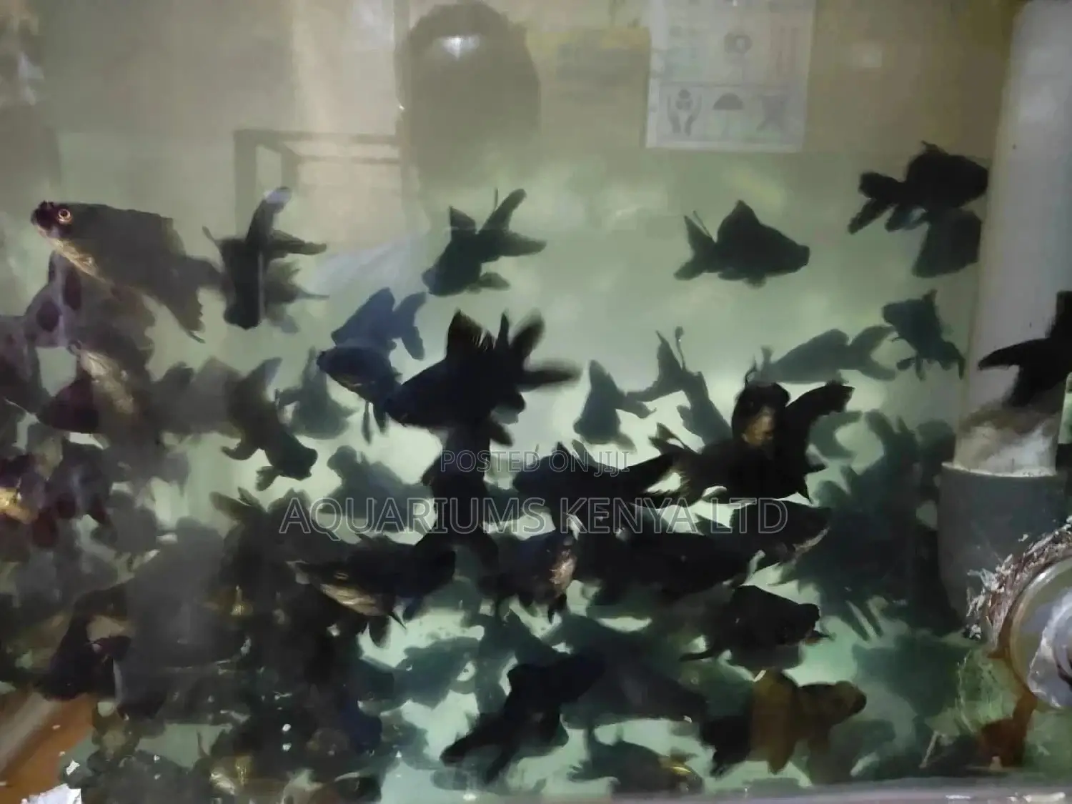 Aquarium Blackmore's Fish