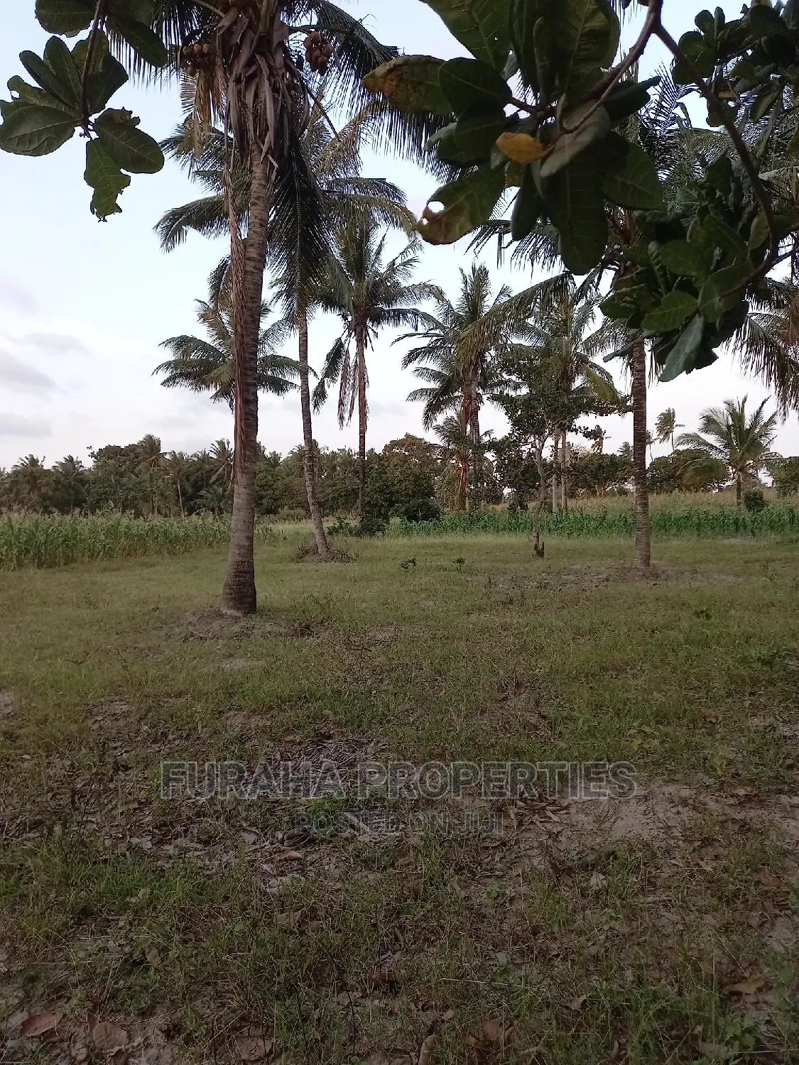 For Sale 12 Acre Agricultural Land Kikambala.