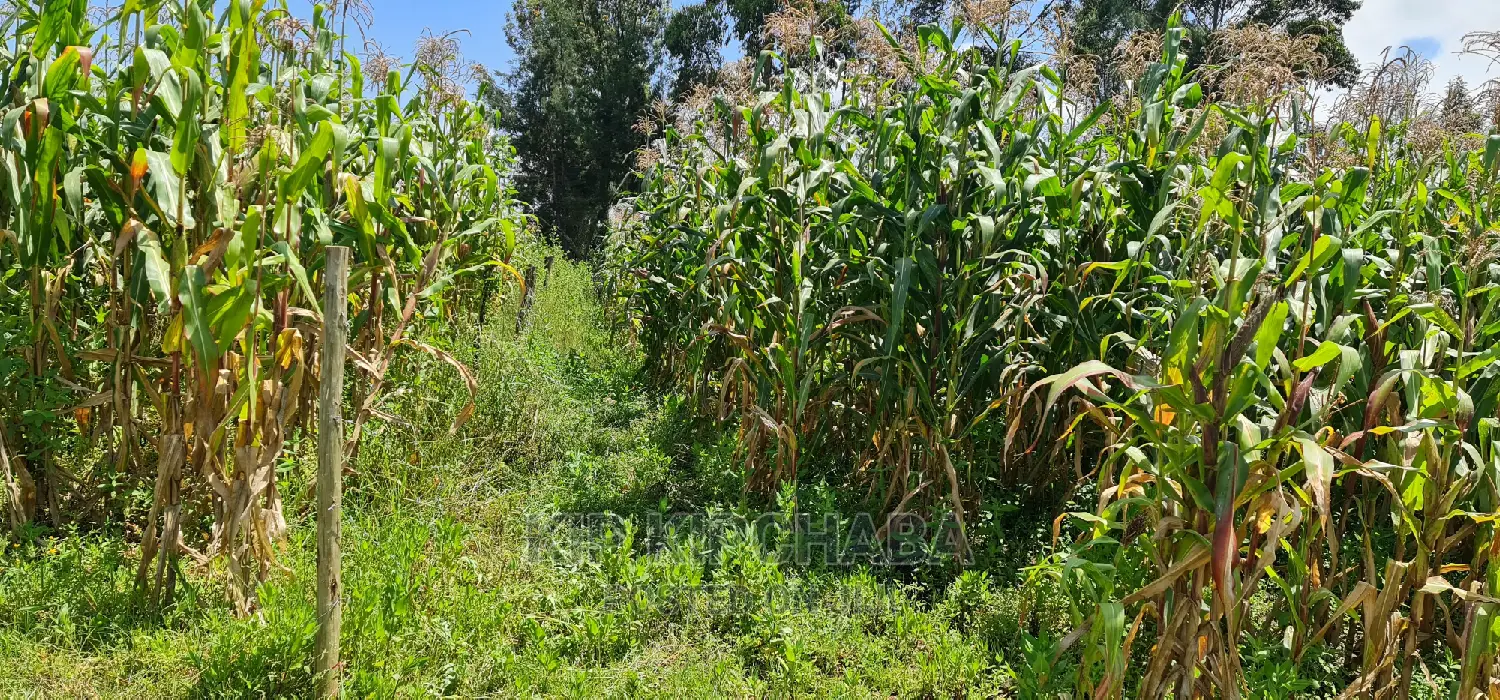 1⁄8 Plot for Sale in Kimumu Eldoret
